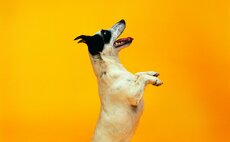 Bestinvest's Spot the Dog finds fewest underperformers in six years